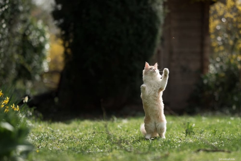 Hur man behandlar ett bistick på din katt:Snabba, säkra steg 