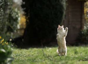 How to Treat a Bee Sting on Your Cat: Quick, Safe Steps