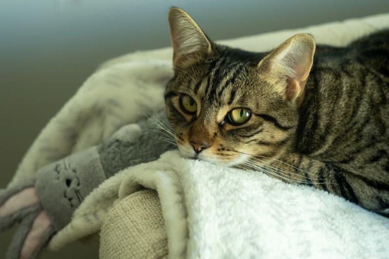 ゆるい猫のスツールを理解する:6 つの原因と効果的な解決策 