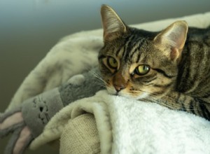 Understanding Loose Cat Stool: 6 Causes & Effective Solutions