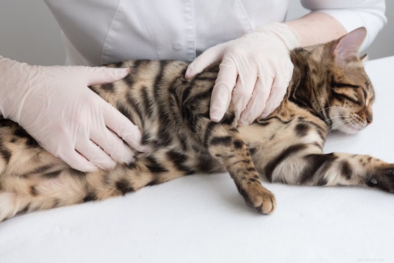 ゆるい猫のスツールを理解する:6 つの原因と効果的な解決策 