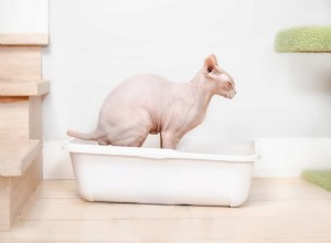 Cat Urinary Retention: 7 Causes & Quick Treatments for a Squeaky-Healthy Cat