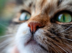 8 Common Causes of Runny Noses in Cats – What You Need to Know
