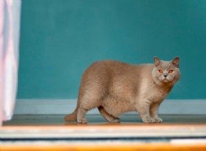 Managing Cat Obesity: Risks, Symptoms, and Proven Weight‑Loss Solutions