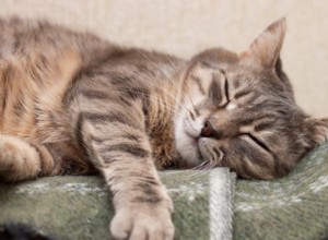 15 Critical Liver Failure Signs in Cats—What to Watch For