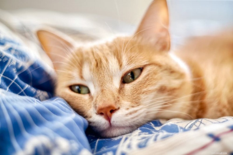 Hartziekte bij katten begrijpen:oorzaken, symptomen en behandelingsopties 