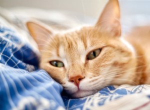 Understanding Cat Heart Disease: Causes, Symptoms, and Treatment Options