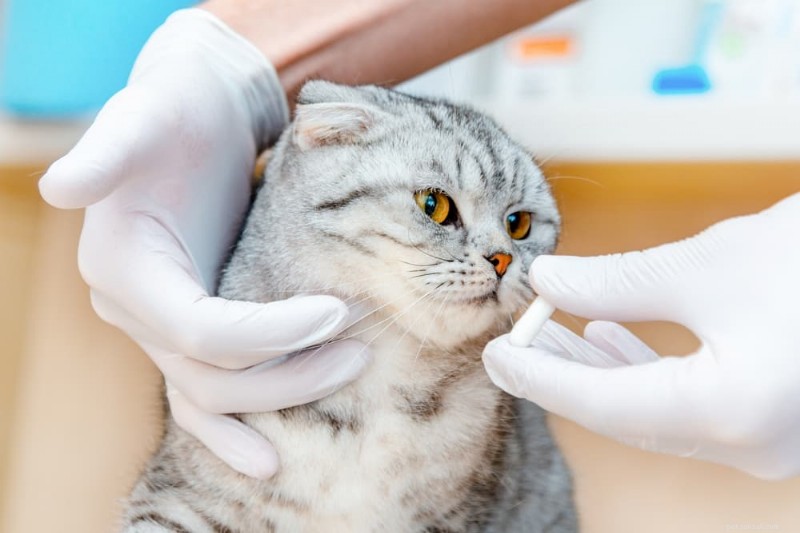Hartziekte bij katten begrijpen:oorzaken, symptomen en behandelingsopties 