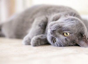 Dilated Cardiomyopathy in Cats: Symptoms, Causes, and Treatment