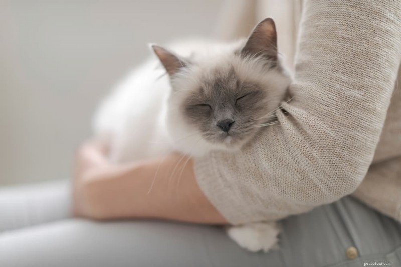 猫の発作を理解する：原因、症状、効果的なケア戦略 
