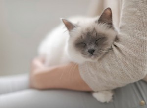 Understanding Cat Seizures: Causes, Symptoms, and Effective Care Strategies
