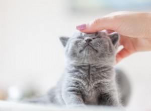 Understanding Cerebellar Hypoplasia in Cats: Causes, Symptoms, and Care for Wobbly Cat Syndrome