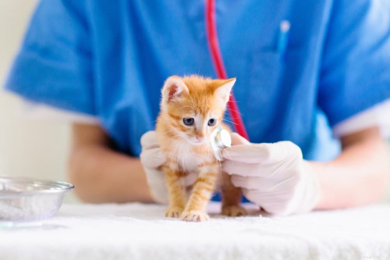猫の小脳低形成症を理解する：ぐらつき猫症候群の原因、症状、ケア 