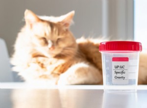 Comprehensive Kidney Disease Treatment Plan for Cats: Steps & Expectations