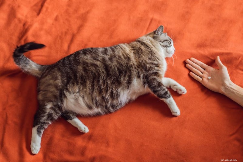 猫の包括的な腎臓病治療計画:ステップと期待 