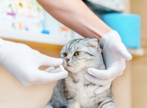 Managing Cat Hyperthyroidism: A Comprehensive Treatment Plan