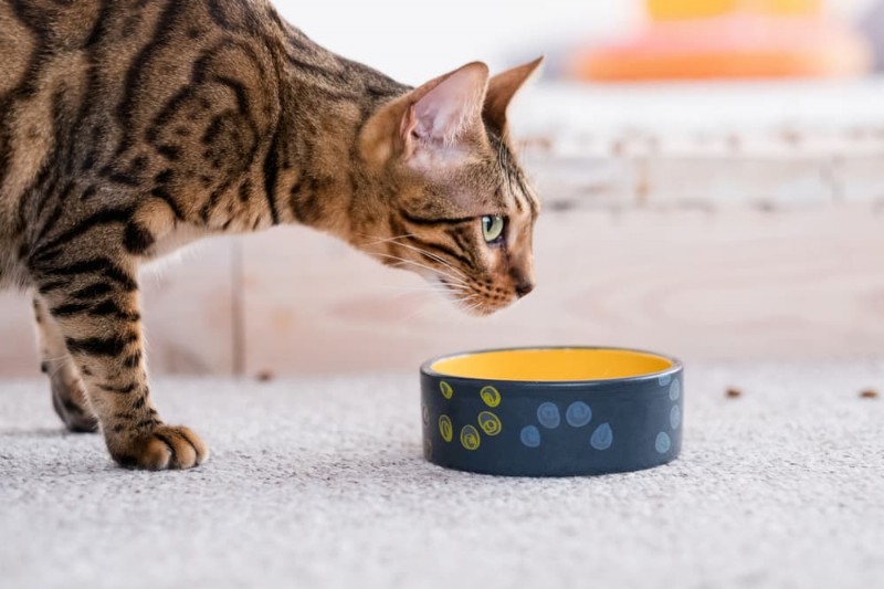 Gérer l hyperthyroïdie du chat :un plan de traitement complet 
