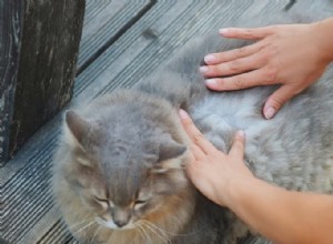 7 Key Allergy Symptoms in Cats You Must Recognize