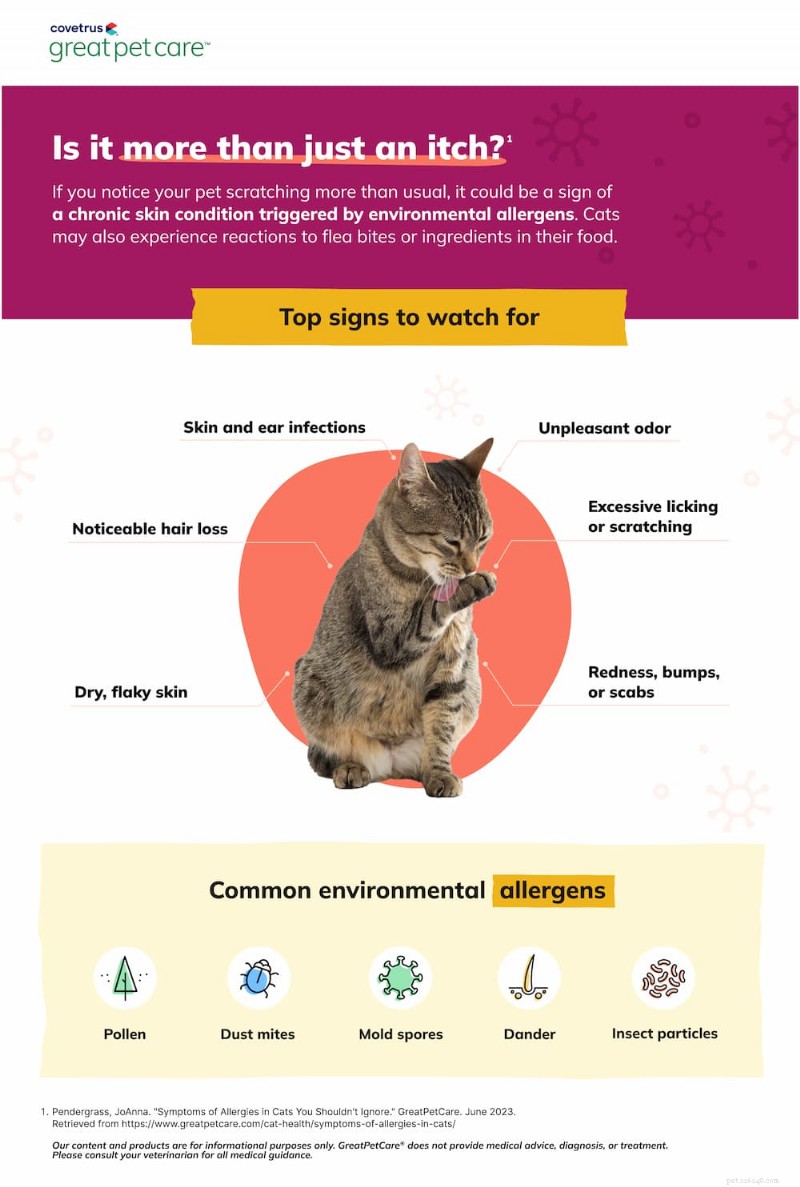 7 principais sintomas de alergia em gatos que você deve reconhecer 