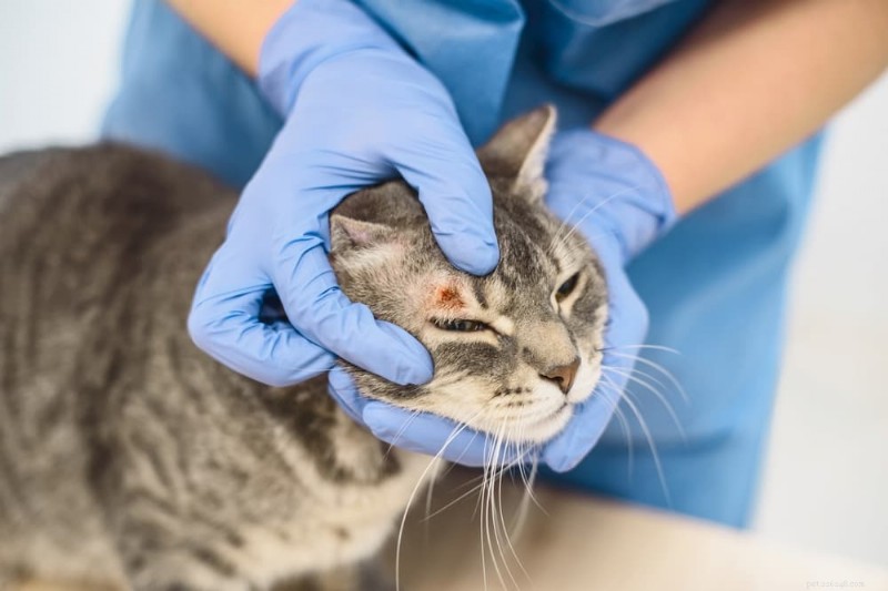 7 principais sintomas de alergia em gatos que você deve reconhecer 