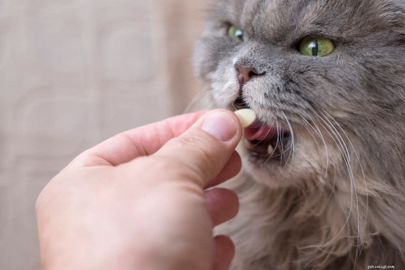 7 principais sintomas de alergia em gatos que você deve reconhecer 