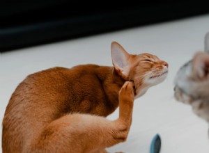 Common Allergens That Trigger Cat Allergies: What Your Feline Friend May Be Sensitive To