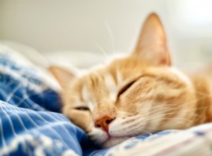 Understanding Feline Bladder Cancer: Signs, Diagnosis, and Treatment