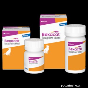 Fructosaminetesten bij katten:belangrijke inzichten en verwachtingen 
