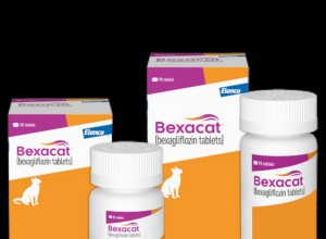 Fructosamine Testing in Cats: Key Insights and Expectations