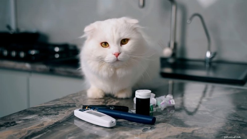Fructosaminetesten bij katten:belangrijke inzichten en verwachtingen 