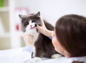 10 Common Cat Dental Issues You Need to Spot Early