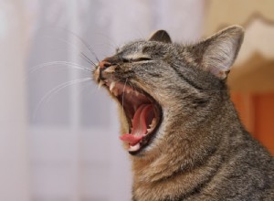 Understanding Cat Bad Breath: Causes, Symptoms, and Effective Remedies