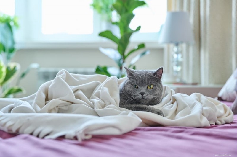 고양이 암 치료 계획:기대할 사항 