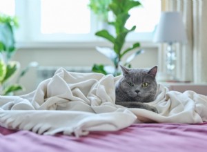 Cat Cancer Treatment Plan: What to Expect