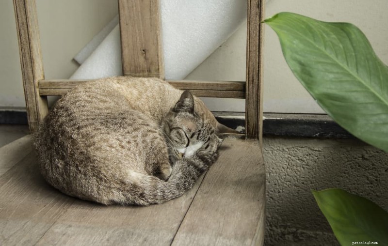고양이 암 치료 계획:기대할 사항 