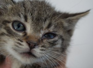 Cat Conjunctivitis: Causes, Symptoms, and Effective Treatments