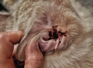 Recognizing Cat Ear Infections: 6 Key Symptoms to Spot Early