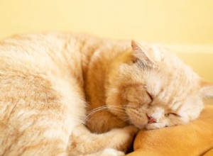 Recognizing Hyperthyroidism in Cats: 5 Key Symptoms