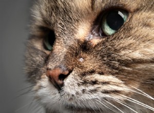 Understanding Cat Skin Cancer: Types, Symptoms, and Effective Treatments