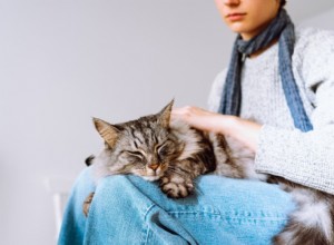 Blood in Your Cat s Stool: 11 Common Causes & What to Do