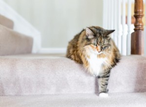 Comprehensive Guide to Cat Arthritis Treatment: Steps & Expectations