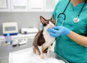 Early Cancer Signs in Cats: How to Spot and Act Fast