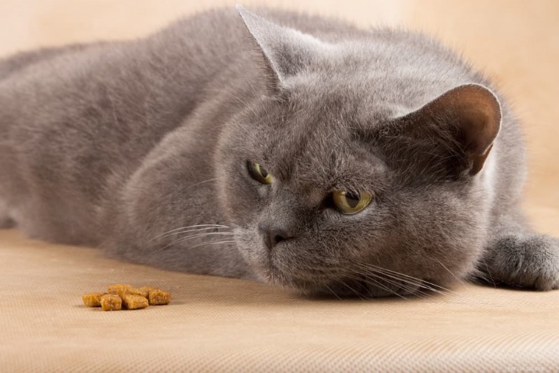 Vroege tekenen van kanker bij katten:snel herkennen en handelen 