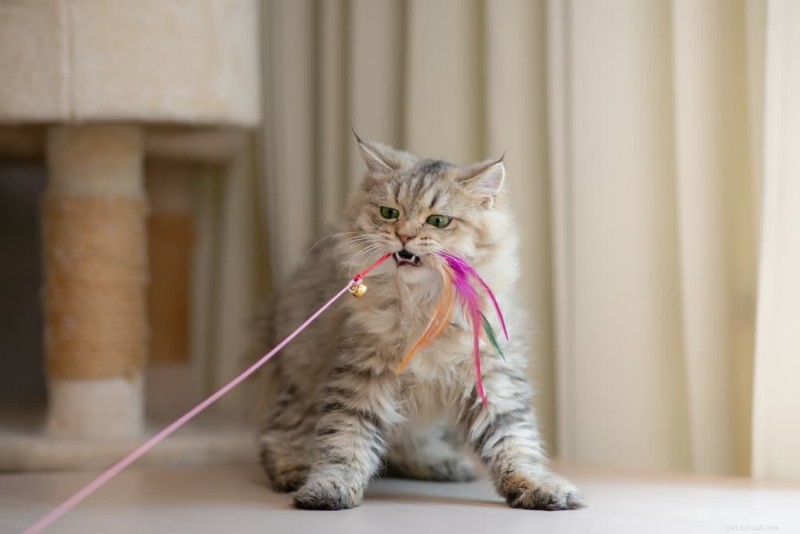 Inzicht in kattenartritis:belangrijkste symptomen, oorzaken en effectief management 