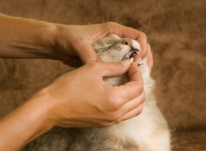 Expert Guide: Safely Giving Your Cat a Pill Every Time