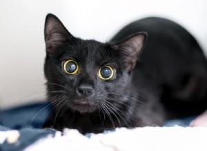Understanding Why Your Cat’s Eyes Dilate: Causes & When to Seek Help