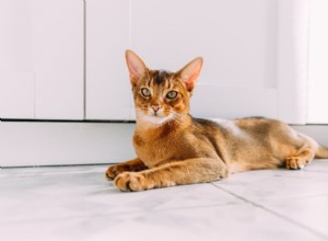Senior Cats Losing Weight: 8 Common Causes & How to Spot Them