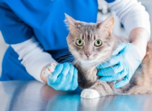 Effective Relief Options for Managing Cat Pain Safely