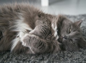 How to Know If Your Cat Is Overweight: 7 Reliable Indicators
