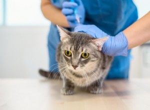 Cat Diabetes Management Plan: Step‑by‑Step Treatment & Home Care